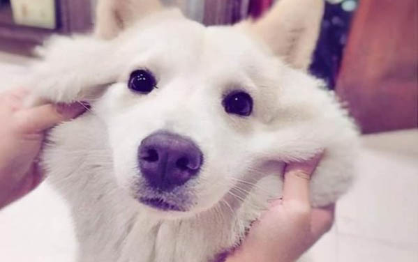 犬瘟第幾天是最危險的時候