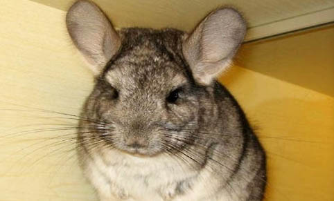 龍貓洗澡用的浴沙多久換一次