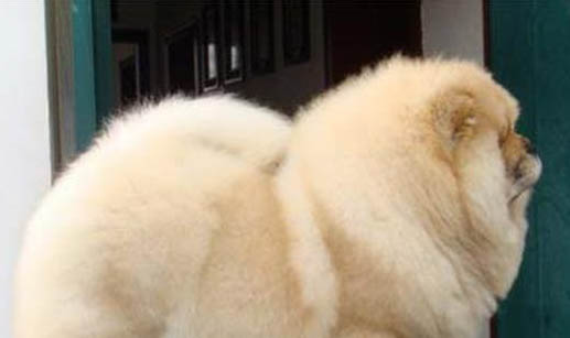 母犬絕育多久恢復(fù)