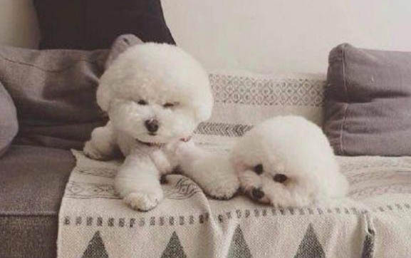 比特犬幼崽多少錢一只