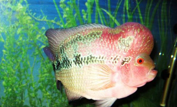 羅漢魚如何才能保養顏色更鮮艷？