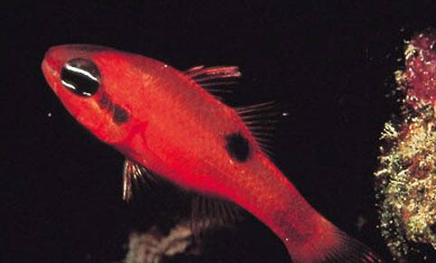 金魚突然身體變黑