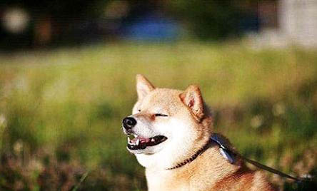 柴犬的優缺點