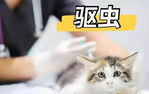 如何辨別貓咪是否健康