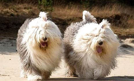 中亞牧羊犬突然在家亂拉尿