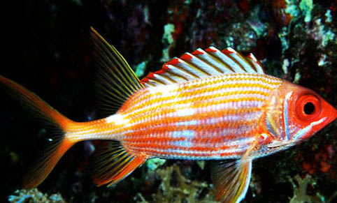 孔雀魚產(chǎn)卵后多久能回大缸