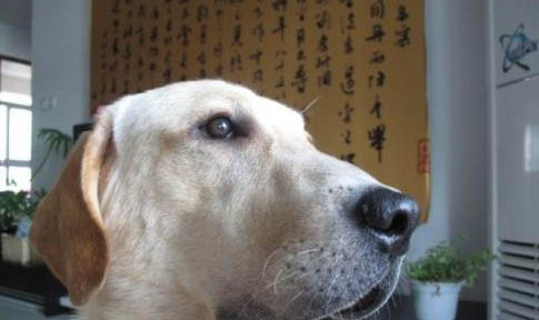 狗狗可以吃豬骨頭嗎
