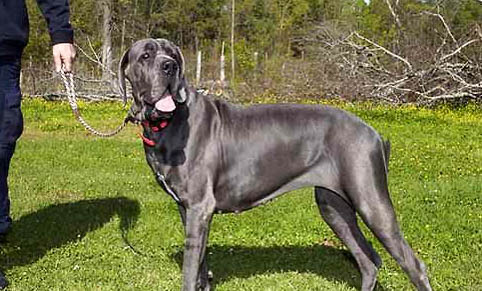 大丹犬吐白色粘稠液體的原因及處理方法