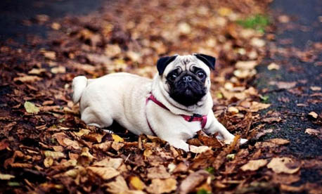 八哥犬多少錢一只