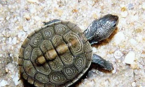 寵物龜的種類有哪些