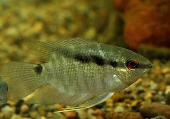 畫眉鳥一公三母怎么繁殖