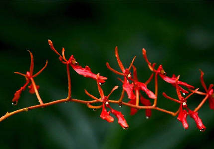 火焰布偶為什么便宜