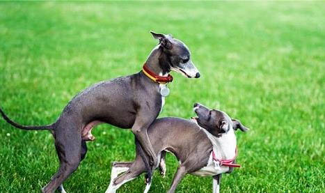 波斯純種靈緹犬