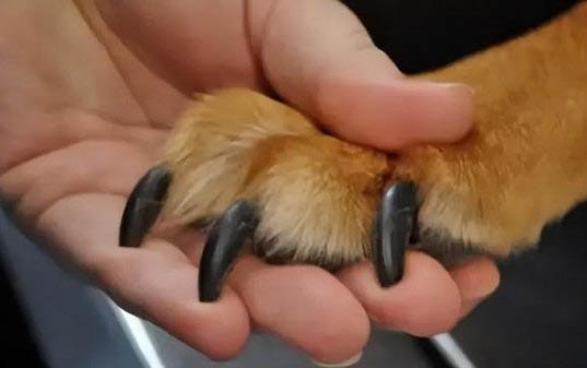 狗狗護食要怎么糾正