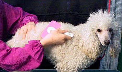 十歲以上的貴賓犬還能活多久?