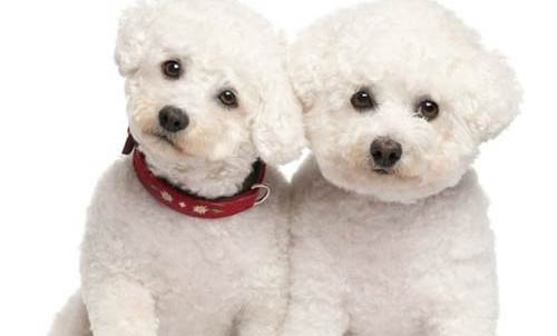 腸炎型犬瘟要治療多久