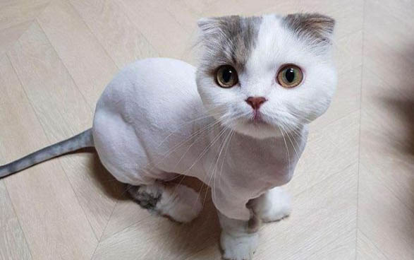 小貓為什么老叫啊
