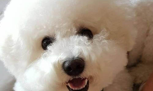 比熊犬和泰迪犬哪個(gè)犬種的性格更加適合家養(yǎng)呢