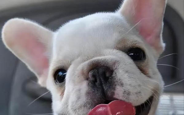 法國斗牛犬大概能活多久