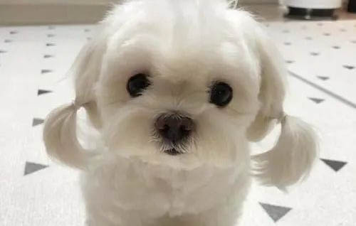 不會掉毛的狗狗有哪些圖片