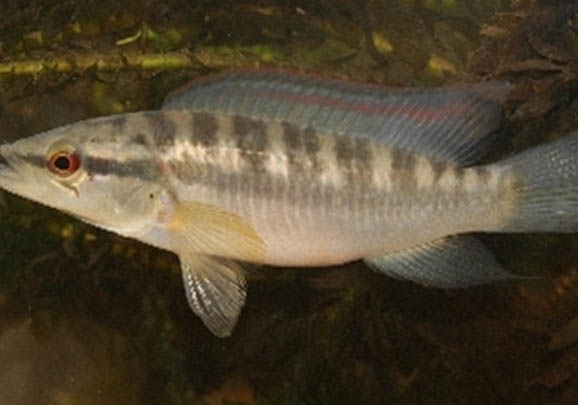 珍珠虹魚吃什么飼料