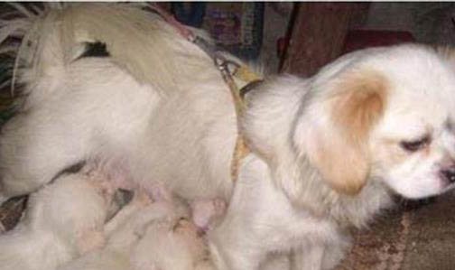 幼犬怎么做驅蟲