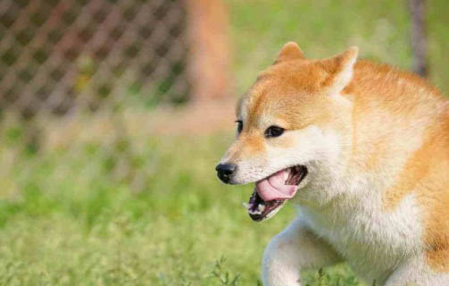 狗狗懷孕癥狀