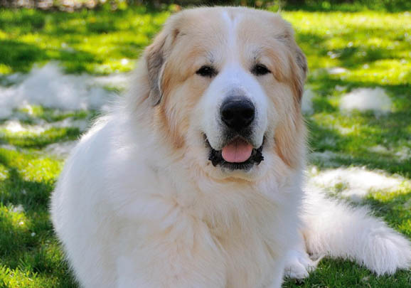 大白熊犬兩月幼犬活物巨型大骨架