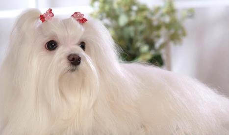 馬爾濟斯犬和約克夏有什么區別?