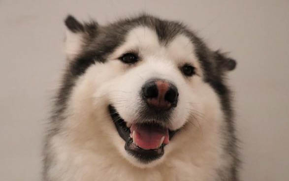 狗狗冬季都容易得哪些病