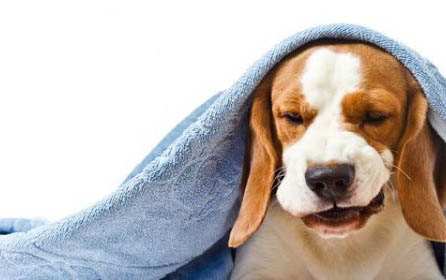 八哥犬怎么訓練大小便?