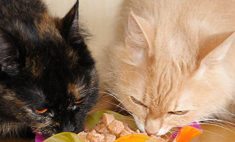 不用貓砂如何自制貓廁所