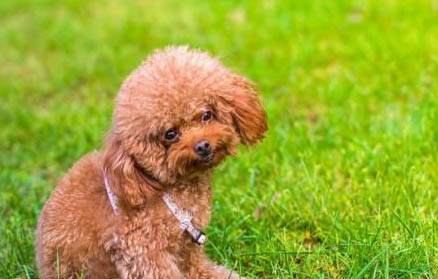 狗狗暈車的癥狀有哪些?