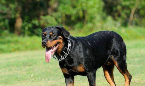 如何檢測狗狗得了細小或犬瘟