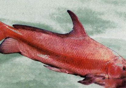 胭脂魚吃魚屎嗎