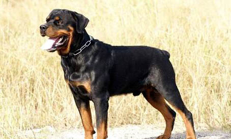 比特犬和羅威納哪個厲害