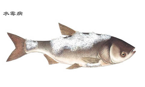 魚類睡覺有什么特點(diǎn)