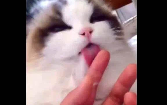 小貓不吃飯精神不好怎么解決
