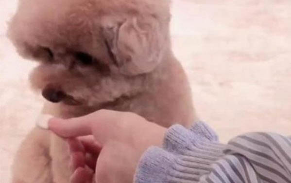 泰迪在家里到處撒尿怎么辦啊