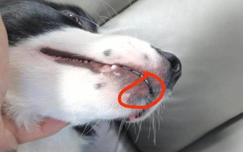 狗狗的肝損傷多久能恢復正常
