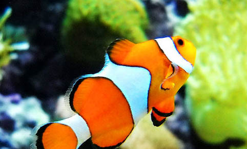 魚死了沉底是什么原因