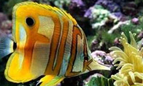 釣魚早上釣深水好還是淺水好