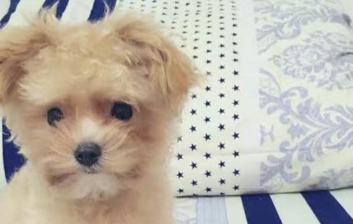 一般三針打完狗狗多大了