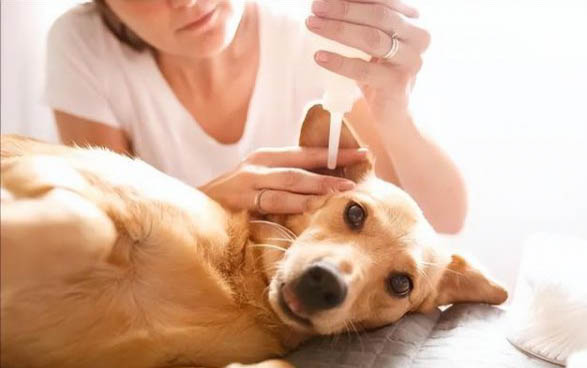 狗狗體內(nèi)有球蟲好治嗎