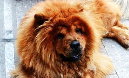 松獅犬如何配種