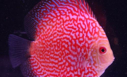 給七彩魚換水應注意什么