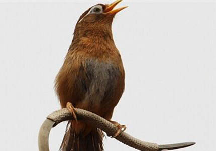 畫眉鳥不愛叫怎么回事