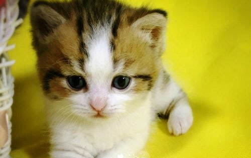 小貓能喝牛奶嗎?