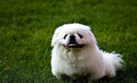 京巴狗感冒了會自己好嗎