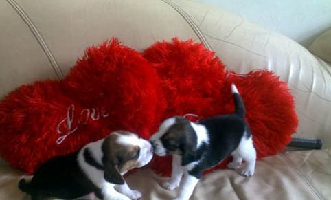 母犬絕育多久恢復